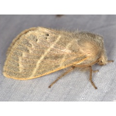 /filer/webapps/moths/media/images/P/punctimarginata_Bombycopsis_A_Heyns.jpg