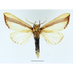 /filer/webapps/moths/media/images/V/vittata_Antheua_AM_Basquin_01.jpg