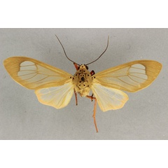/filer/webapps/moths/media/images/R/roseomarginata_Amerila_LT_BMNH.jpg