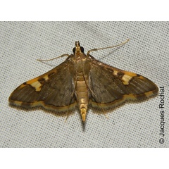 /filer/webapps/moths/media/images/L/longicornalis_Prophantis_A_Rochat.jpg