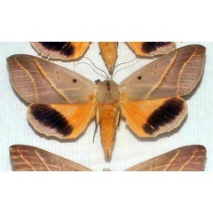 /filer/webapps/moths/media/images/P/pelor_Ophiusa_AM_MNHN.jpg