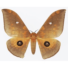 /filer/webapps/moths/media/images/T/tyrrhena_Pseudobunaea_AF_Basquina.jpg