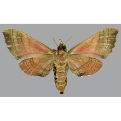 /filer/webapps/moths/media/images/D/drucei_Rufoclanis_HT_CMNHb.jpg