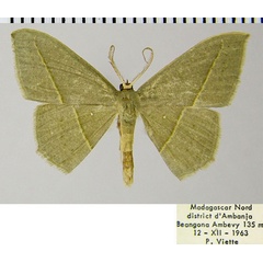 /filer/webapps/moths/media/images/A/atroviridata_Traminda_AM_ZSMa.jpg