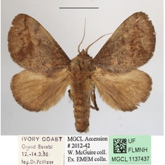 /filer/webapps/moths/media/images/U/uelleburgensis_Tryphax_A_MGCLa_02.JPG