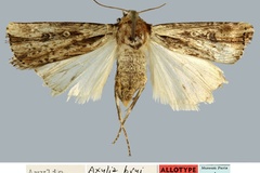 Axylia bryi