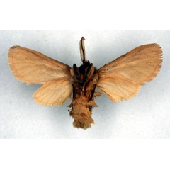 /filer/webapps/moths/media/images/S/subpallens_Metarctia_PT_RMCA_02.jpg