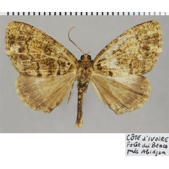 /filer/webapps/moths/media/images/N/nacaria_Xylopteryx_AM_ZSMa.jpg