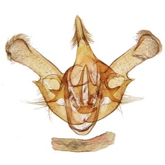 /filer/webapps/moths/media/images/P/parallela_Gnathodes_GMHT_ANHRT_83.jpg