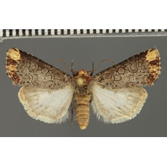 /filer/webapps/moths/media/images/C/cinerosa_Hyperfrontia_AF_Fiebig.jpg