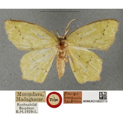 /filer/webapps/moths/media/images/F/fuscipuncta_Gelasma_STM_BMNHa.jpg