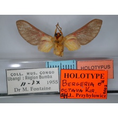 /filer/webapps/moths/media/images/O/octava_Bergeria_HT_RMCA_02.jpg