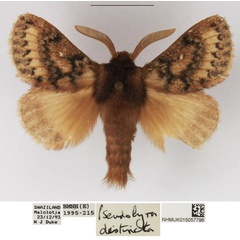 /filer/webapps/moths/media/images/D/distincta_Pseudolyra_AM_NHMUK.jpg