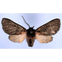 /filer/webapps/moths/media/images/E/epimela_Metarctia_HT_ZSM_01.jpg