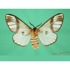 /filer/webapps/moths/media/images/C/carteri_Epanaphe_A_Albertb_01.jpg