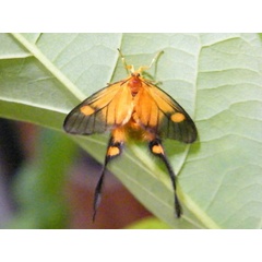 /filer/webapps/moths/media/images/T/trogoloba_Semioptila_A_Mateke_01.jpeg