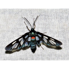 /filer/webapps/moths/media/images/K/kuhlweinii_Amata_A_Braun.jpg