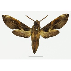 /filer/webapps/moths/media/images/O/orpheus_Theretra_AF_Basquina.jpg