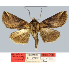 /filer/webapps/moths/media/images/F/fallax_Abrostola_HT_MNHN.jpg