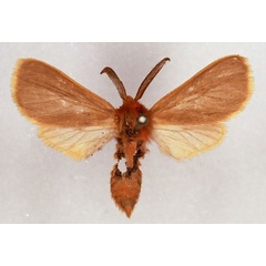 /filer/webapps/moths/media/images/F/flavicincta_Metarctia_HT_SNHM_01.jpg