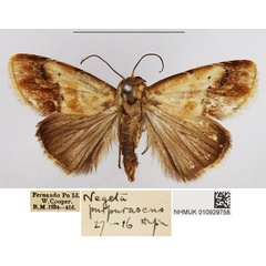 /filer/webapps/moths/media/images/P/purpurascens_Negeta_AF_NHMUK.jpg
