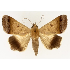 /filer/webapps/moths/media/images/M/mejanesi_Ophiusa_AM_TMSA_02.jpg