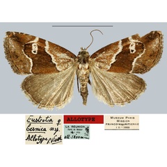 /filer/webapps/moths/media/images/B/bernica_Eustrotia_AT_MNHN.jpg