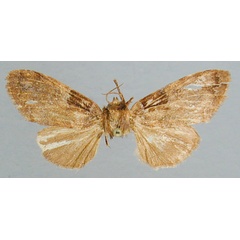/filer/webapps/moths/media/images/P/polioplaga_Boscawenia_A_RMCA_02.jpg