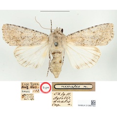 /filer/webapps/moths/media/images/N/nivalis_Agrotis_HT_BMNH.jpg