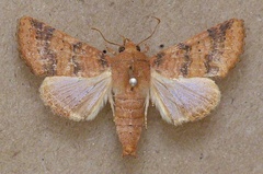/filer/webapps/moths/media/images/P/polychorda_Eutelia_A_Butler.jpg