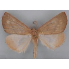 /filer/webapps/moths/media/images/N/nguruensis_Terpnostola_HT_TMSA.jpg