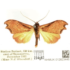 /filer/webapps/moths/media/images/P/problematica_Hondryches_AM_BMNH_02.jpg