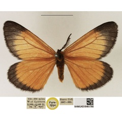 /filer/webapps/moths/media/images/F/fulva_Staphylinochrous_PTM_NHMUK_02.jpg