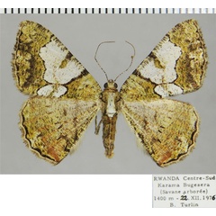 /filer/webapps/moths/media/images/P/prasinaria_Xylopteryx_AF_ZSM_02.jpg