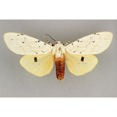 /filer/webapps/moths/media/images/S/similis_Rhodogastria_AF_BMNH.jpg