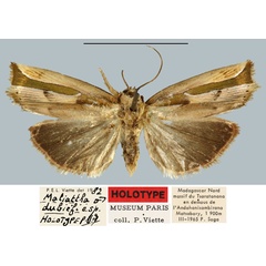 /filer/webapps/moths/media/images/D/dubiefi_Maliattha_HT_MNHN.jpg