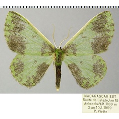 /filer/webapps/moths/media/images/M/mianta_Blechroneromia_AF_ZSM.jpg