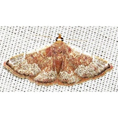 /filer/webapps/moths/media/images/C/chionocraspis_Corgatha_A_Braun_02.jpg