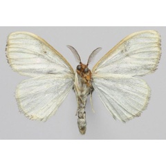 /filer/webapps/moths/media/images/S/striata_Jacksoniana_AM_Golovizinb.jpg