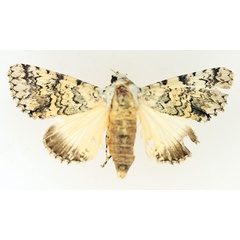 /filer/webapps/moths/media/images/D/delicata_Bamra_AF_TMSA_02.jpg