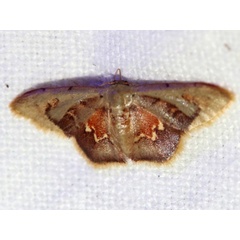 /filer/webapps/moths/media/images/P/purpurascens_Idaea_A_Grimm.jpg