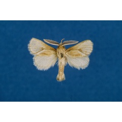 /filer/webapps/moths/media/images/A/arcifera_Mountelgonia_AM_Lehmann_01.jpg