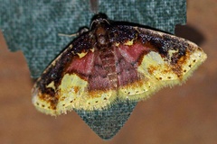 Syngatha latiflavaria