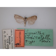 /filer/webapps/moths/media/images/I/indicatella_Symitha_HT_RMCA_02.jpg