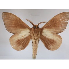 /filer/webapps/moths/media/images/C/contraria_Pachymeta_A_MGCLb_01.JPG