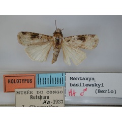 /filer/webapps/moths/media/images/B/basilewskyi_Mentaxya_HT_RMCA.jpg