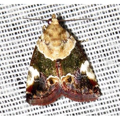 /filer/webapps/moths/media/images/W/wheeleri_Hypercodia_A_Braun_07_5E6zeM7.jpg