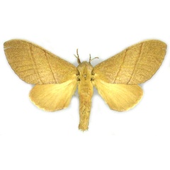 /filer/webapps/moths/media/images/O/ondulosa_Taragama_HT_MfN.jpg