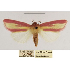 /filer/webapps/moths/media/images/D/disticta_Timora_AF_TMSA_02.jpg