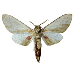 /filer/webapps/moths/media/images/P/pseudobasalis_Neoclanis_HT_EMEMb.jpg